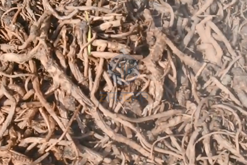 板藍(lán)根中藥渣壓榨脫水