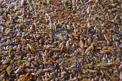 辣椒深加工提取廢渣擠壓脫水機